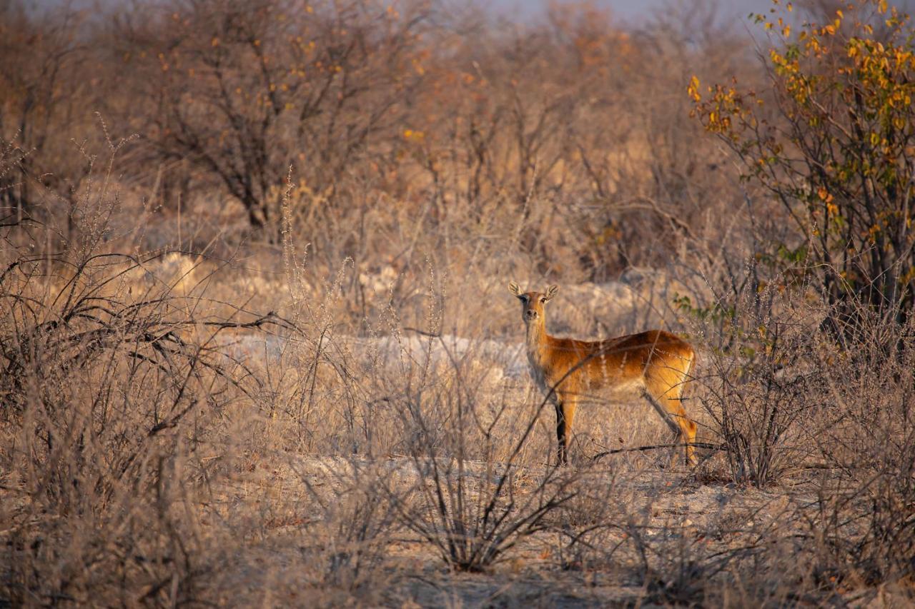 Etosha Trading Post Campsite Okaukuejo Εξωτερικό φωτογραφία